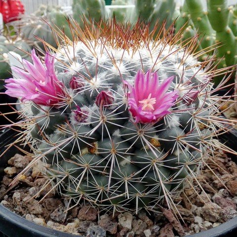 Mammillaria lindsayi var rubriflora 01.JPG