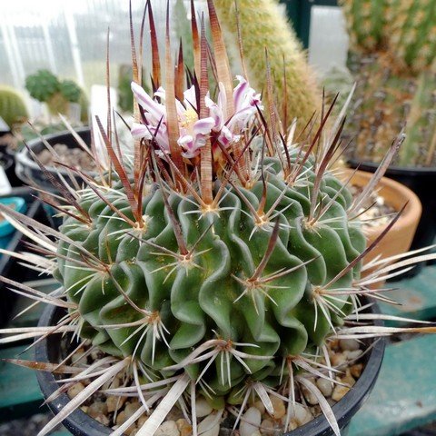 Stenocactus multicostatus 01.JPG