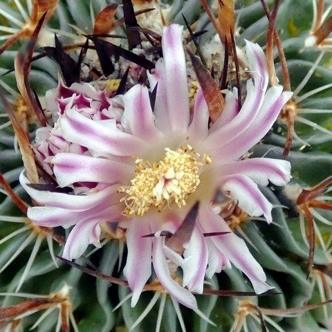 Stenocactus multicostatus 02.JPG