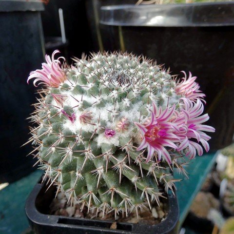 Mammillaria hahniana ssp woodsii 01.JPG