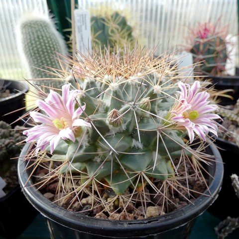 Mammillaria melanocentra 01.JPG