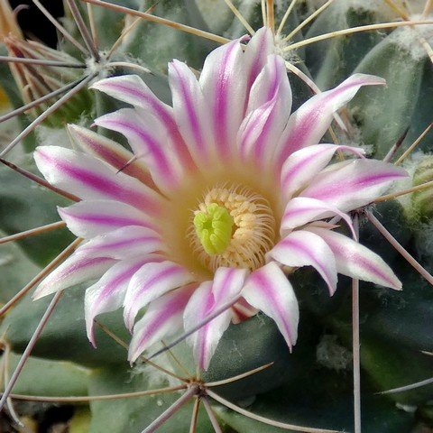 Mammillaria melanocentra 02.JPG