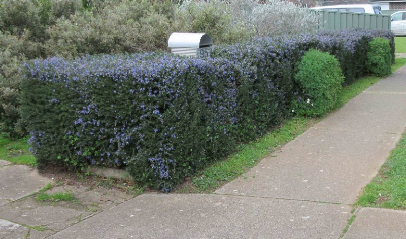 Rosemary cultivar Blue Lagoon