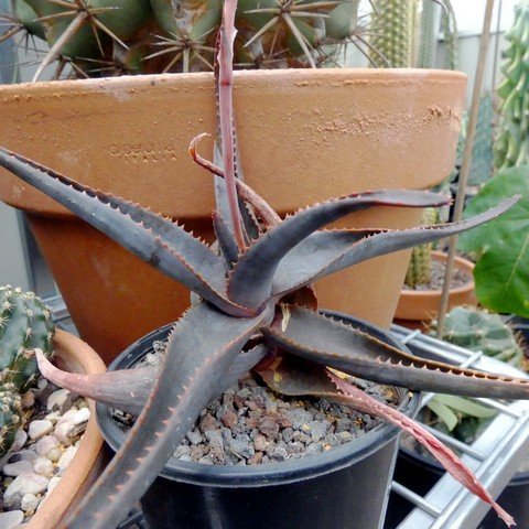 Aloe hybrid (conifera x laeta) 01.JPG