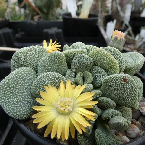 Aloinopsis villetii 01.JPG