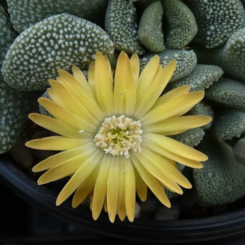 Aloinopsis villetii 02.JPG