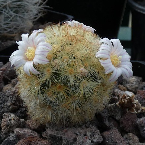 Mammillaria carmenae 01.JPG