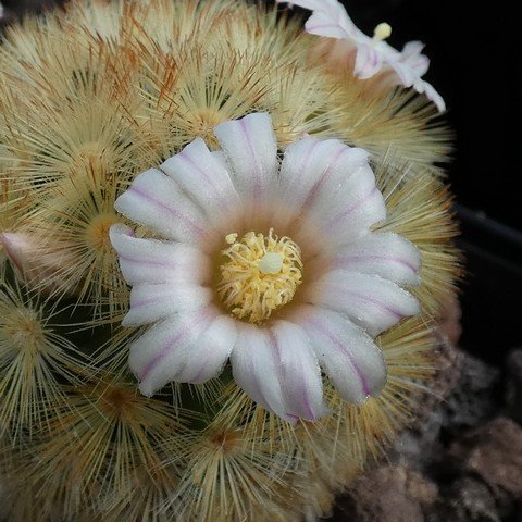 Mammillaria carmenae 02.JPG