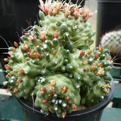 Mammillaria sp f monstrose 01.JPG