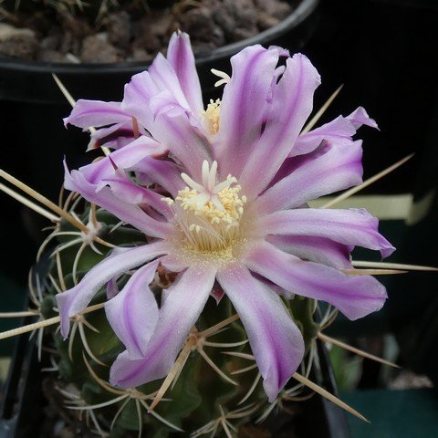 Stenocactus sp1 02.JPG