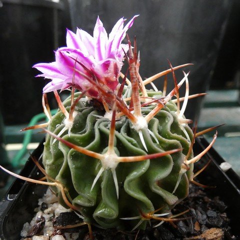 Stenocactus sp2 01.JPG