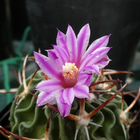 Stenocactus sp2 02.JPG