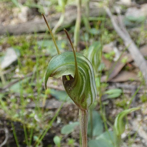 Dwarf Greenhood - Pterostylis nana 01.JPG