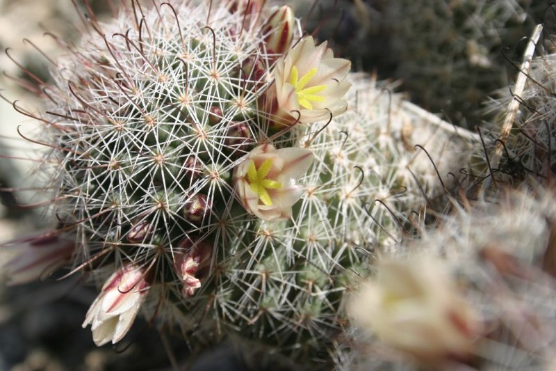 Mammillaria_dioica_9.jpg