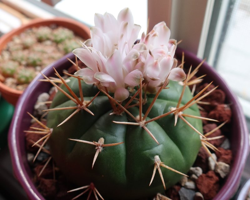 Gymnocalycium eurypleurum