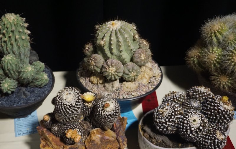 Copiapoas