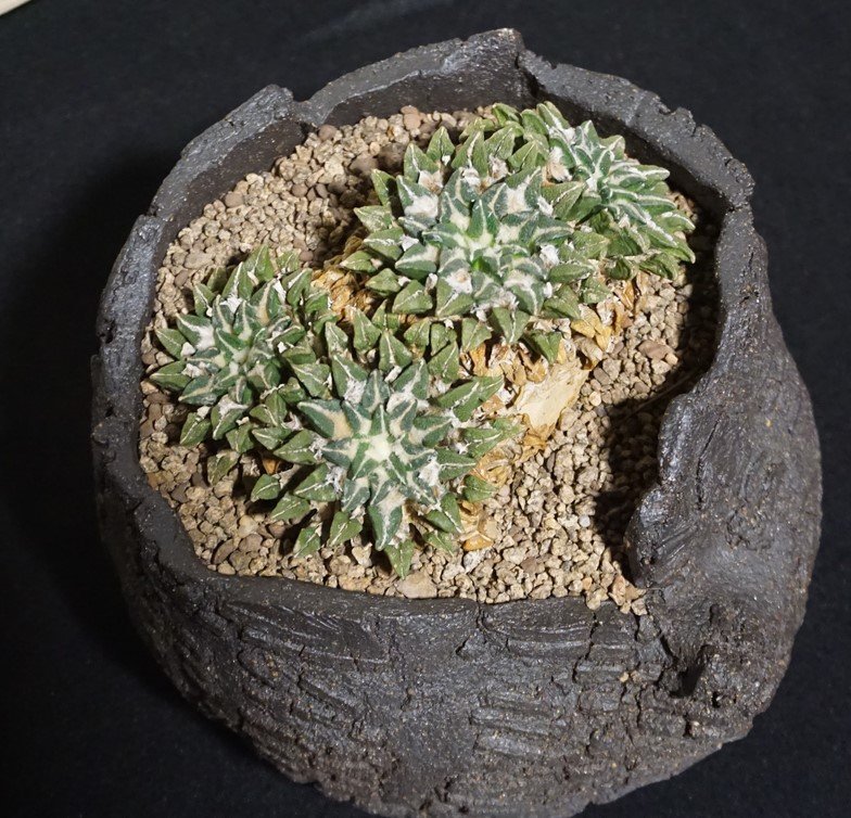 Ariocarpus