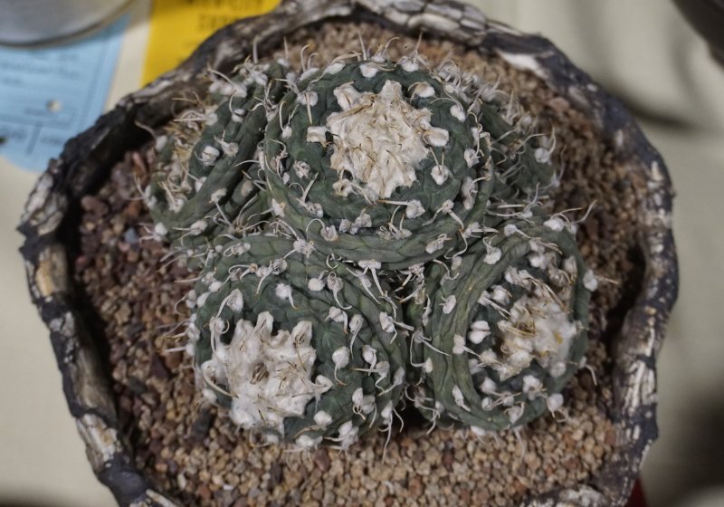 Turbinicarpus