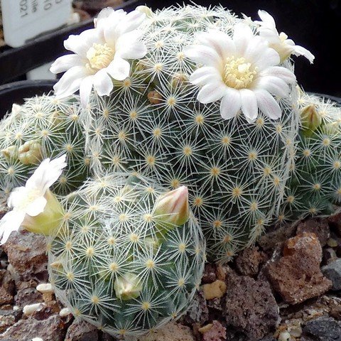 Mammillaria schiedeana 01.JPG