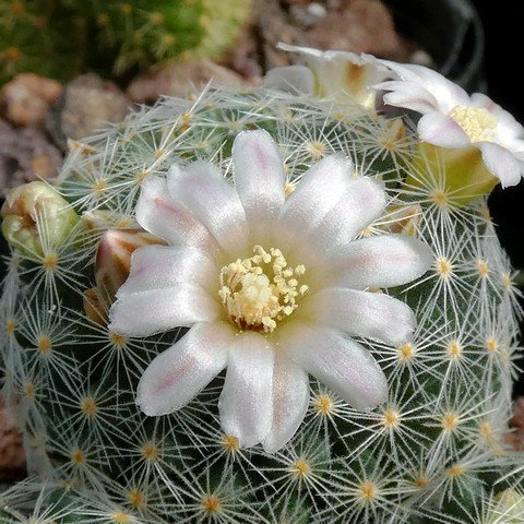 Mammillaria schiedeana 02.JPG