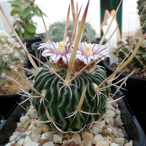 Stenocactus lancifer (S crispatus) 01.JPG