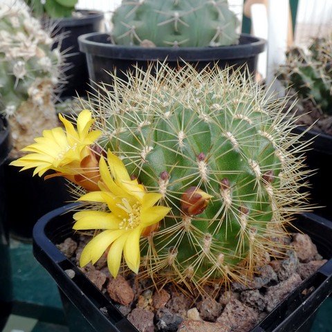 Sulcorebutia muschii 01.JPG