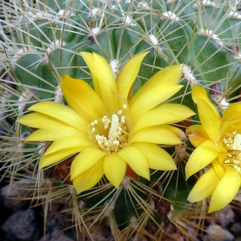 Sulcorebutia muschii 02.JPG