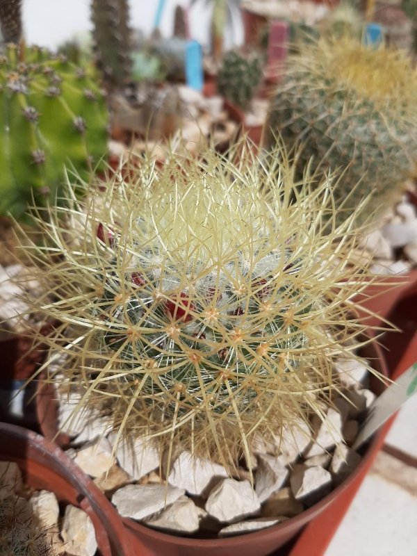 MAMMILLARIA PRINGLEI.jpg