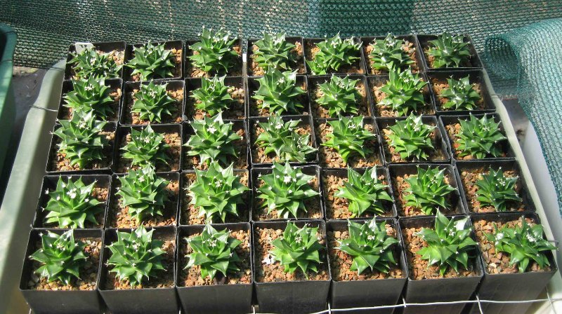 Photo 2: seedlings of Obregonia denegrii