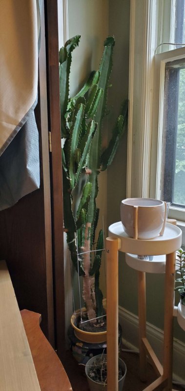 Whole cactus lhinelle.jpg