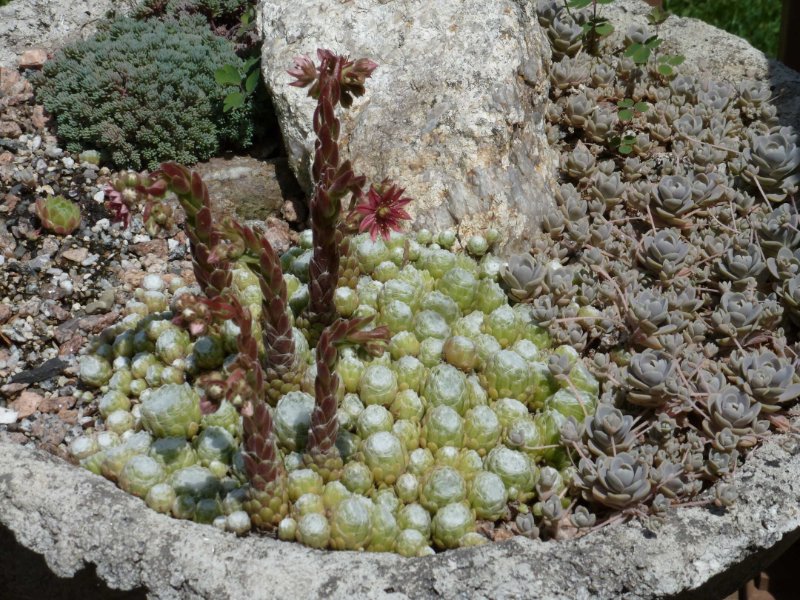 rsz 2021-6-22 Sempervivum Dish Garden.jpg