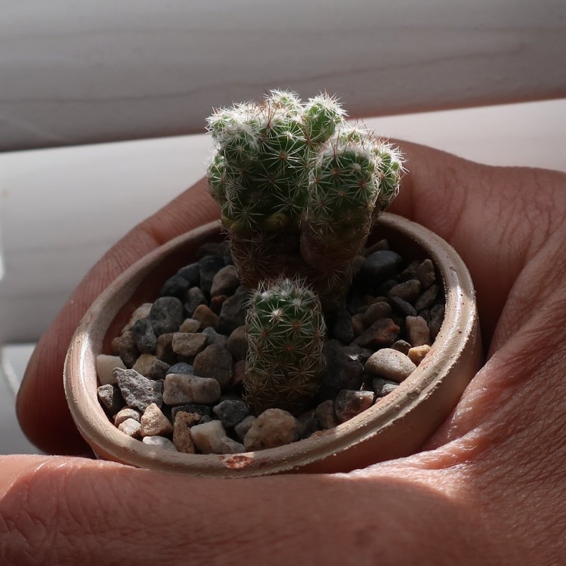 Mammillaria vetula ssp. gracilis