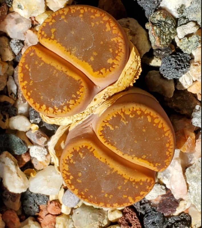 lithops aucampiae