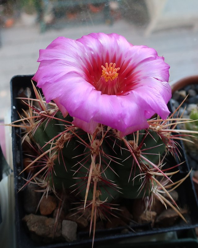 Thelocactus bicolor