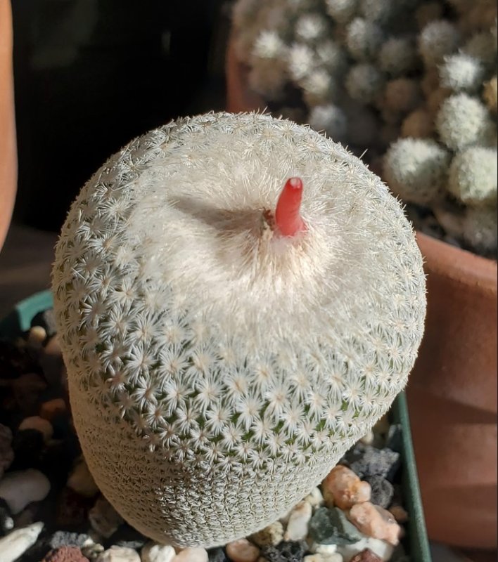 Epithelantha bokeii