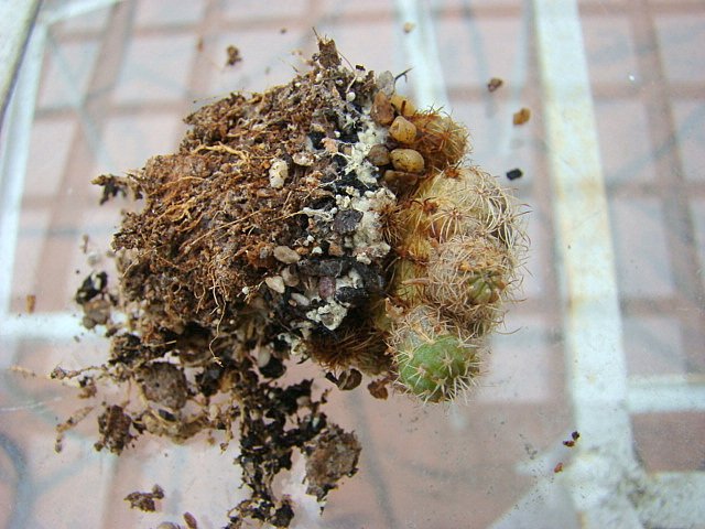 cactus root problem 001.JPG