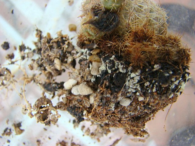 cactus root problem 002.JPG