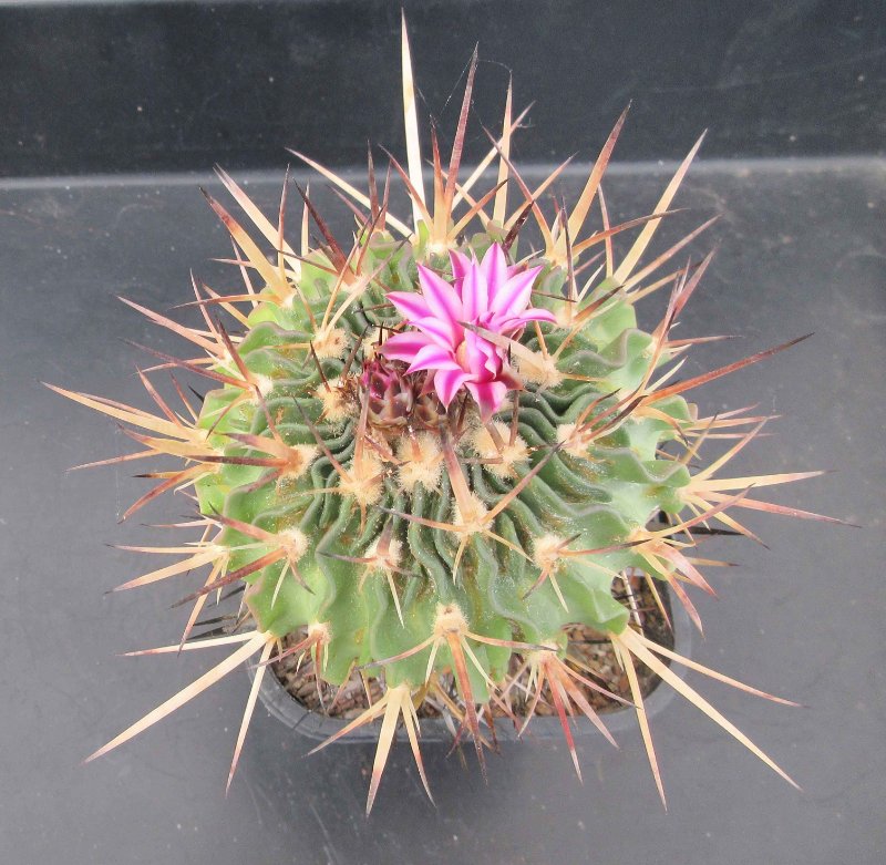 Stenocactus species