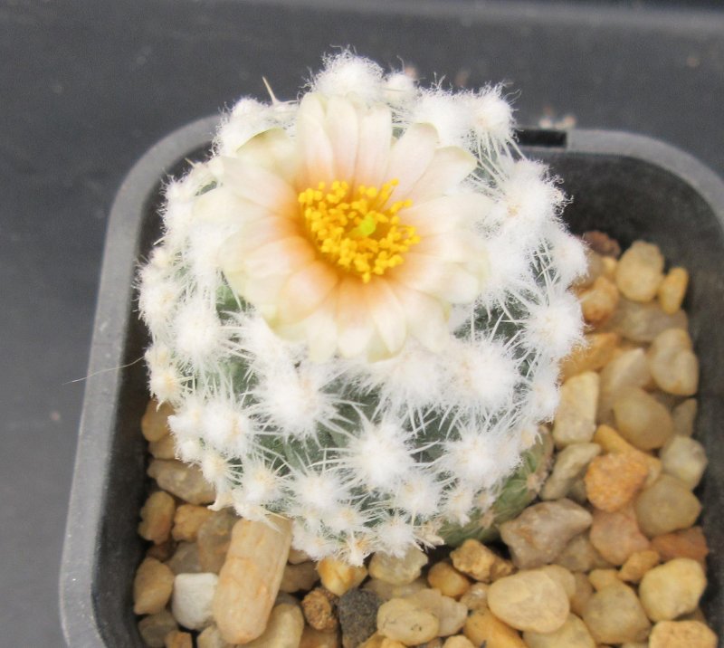 Pediocactus winkleri