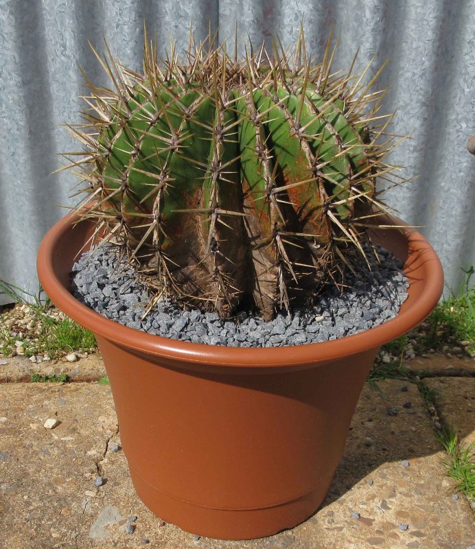 Echinocactus platyacanthus