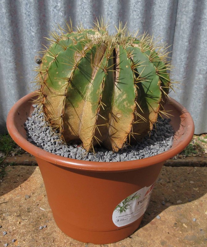 Ferocactus glucesens