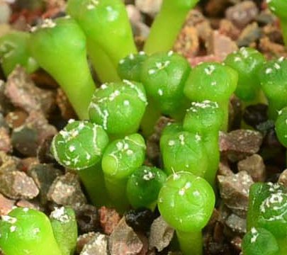 1 year old super kabuto seedlings