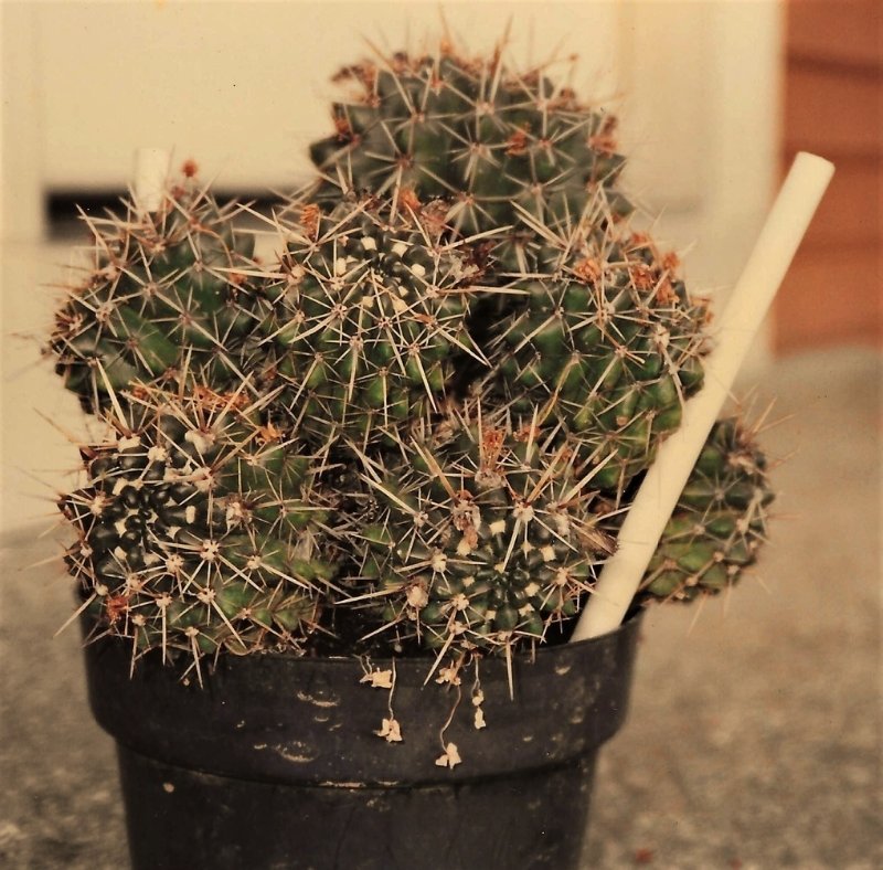 1991-4-27 P. mammulosa ssp. submammulosa 7 inch tall.jpg