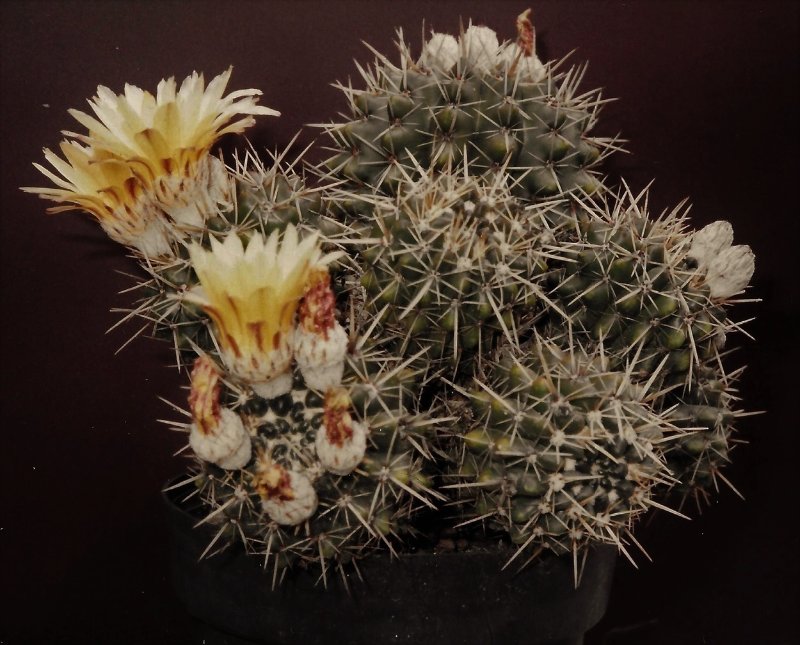 1991-7-20 P. mammulosa ssp. submammulosa 6 inch pot.jpg