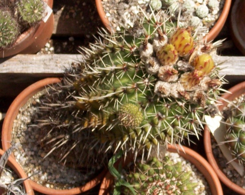 2009-6-28 Parodia mammulosa ssp. submammulosa.jpg