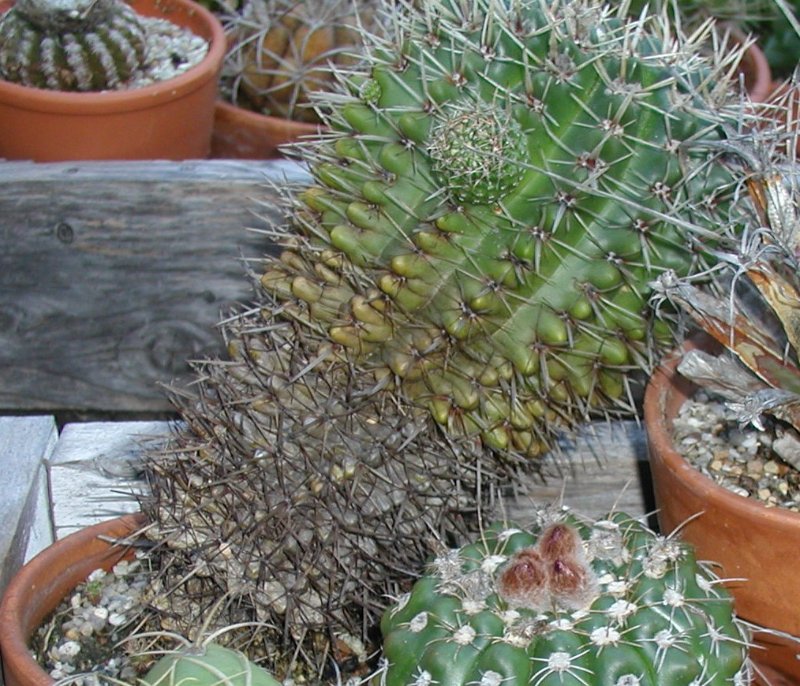 2010-4-1 Parodia mammulosa ssp. submammulosa 1.JPG