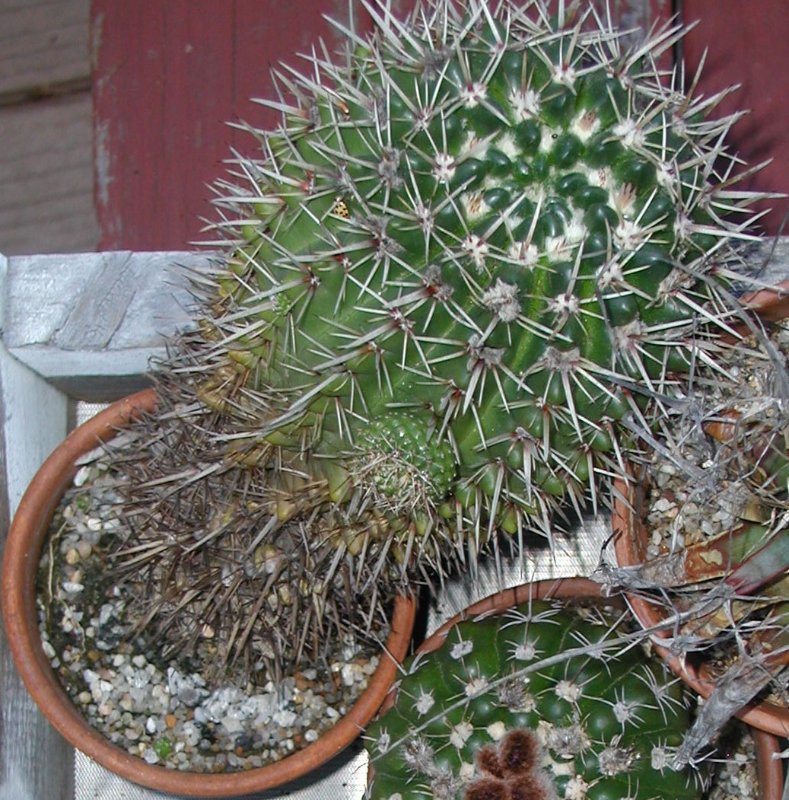 2010-4-1 Parodia mammulosa ssp. submammulosa 2.JPG