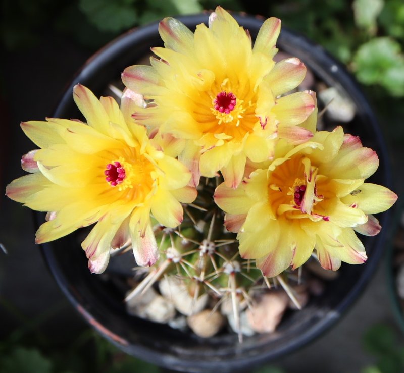 2022-6-20 Parodia mammulosa ssp. submammulosa 1.JPG