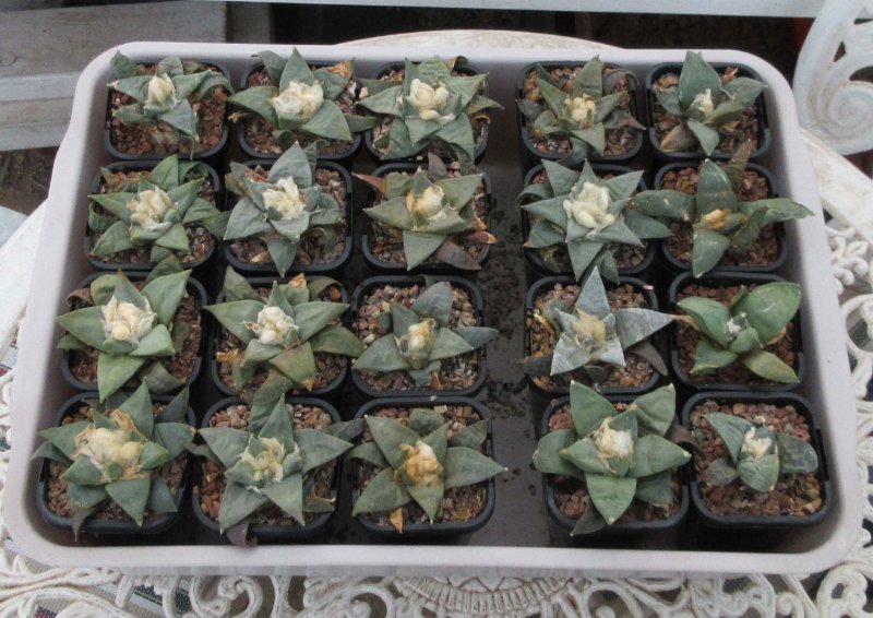 Ariocarpus seedlings