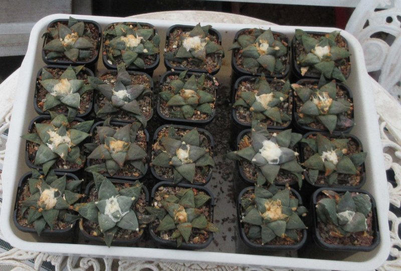 Ariocarpus seedlings